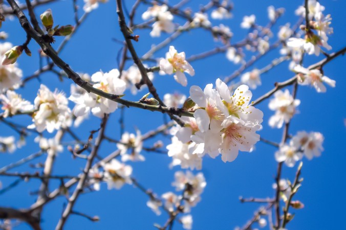2015-03-Life-of-Pix-free-stock-photos-Flowers-three-almond_blossom-Ivan-Ivankovic.jpg